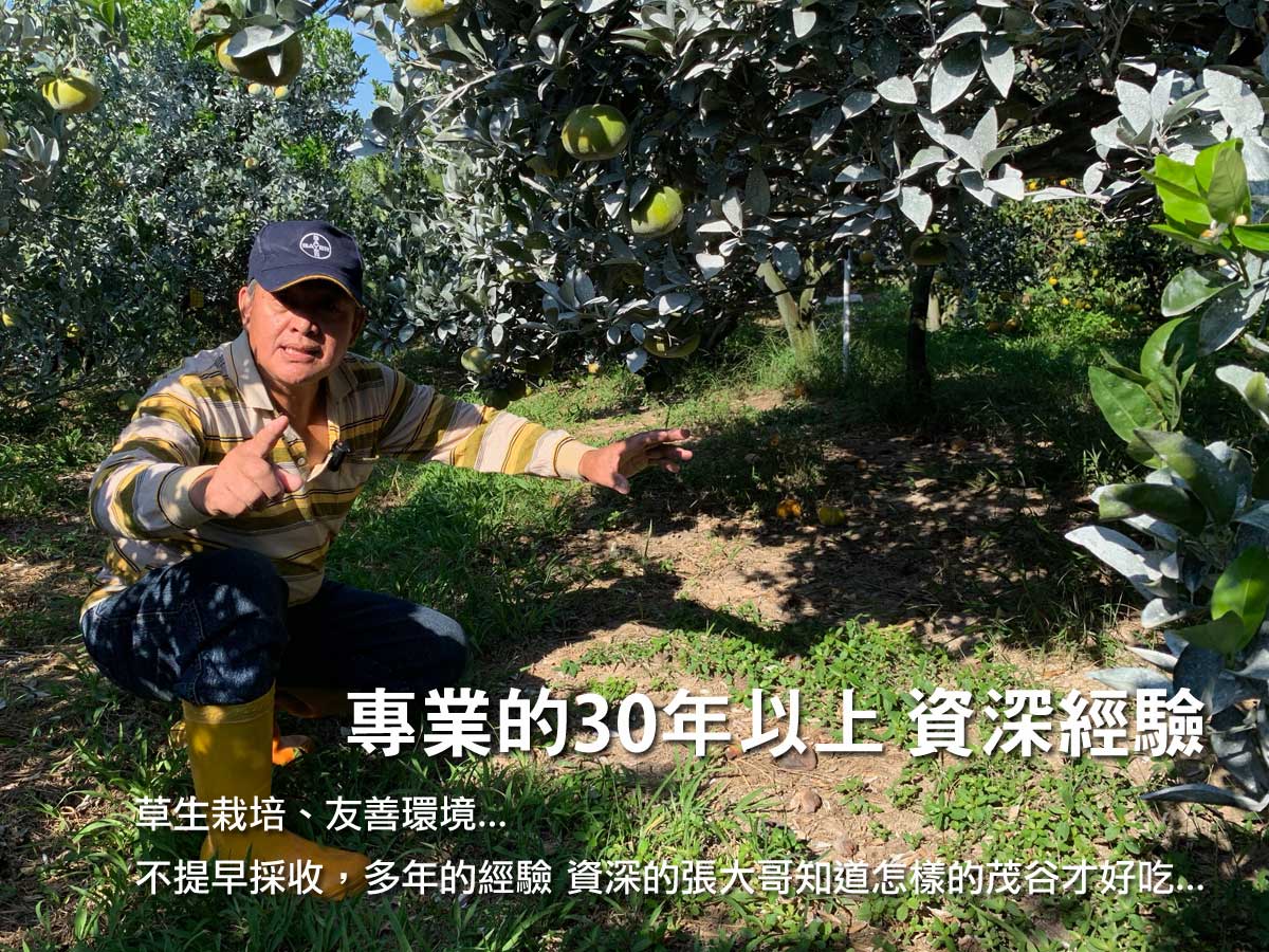 ▲▲▲張大哥是斗六非常資深的果樹農職人，30多年的資歷和經驗，細心的照顧每一個茂谷…